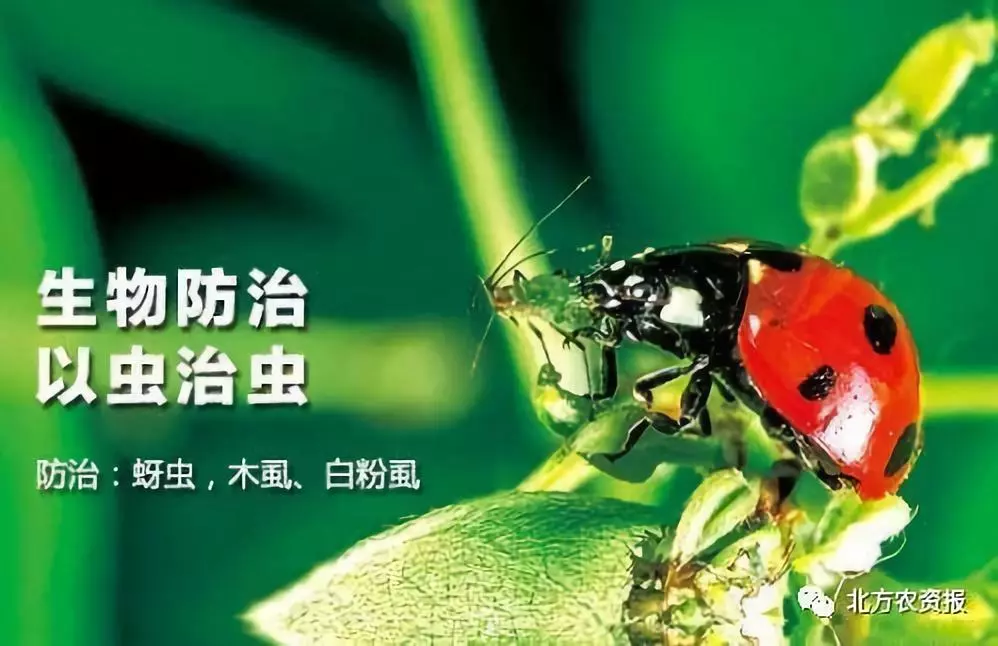 家庭消蟑攻略:智慧生活需与这些小生物争一争