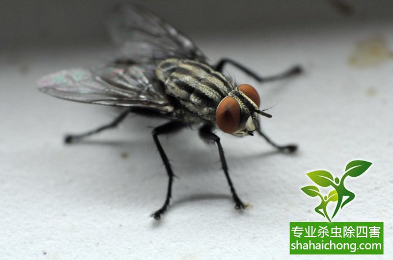 灭苍蝇攻略：让生活重启清新